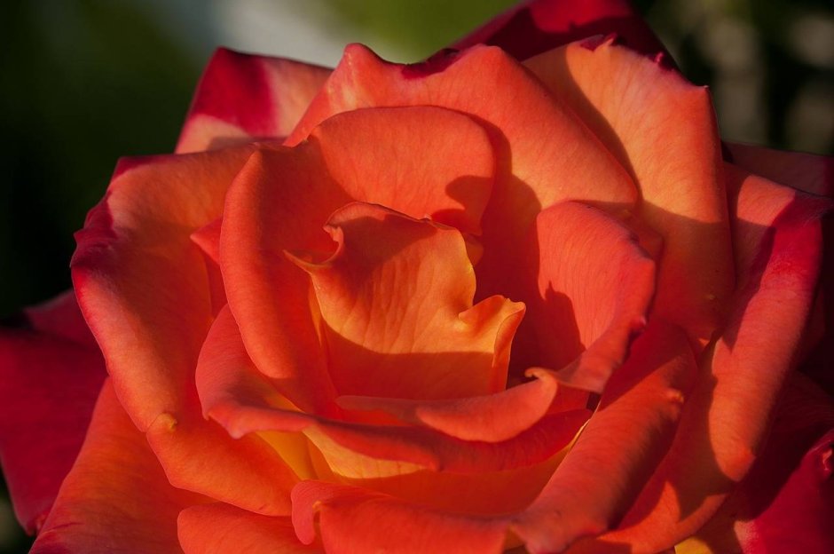 Оранжевая роза в росе