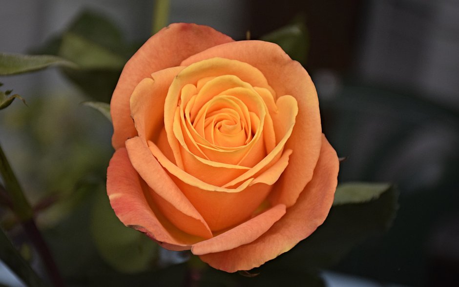 Роза абрикосово-оранжевая