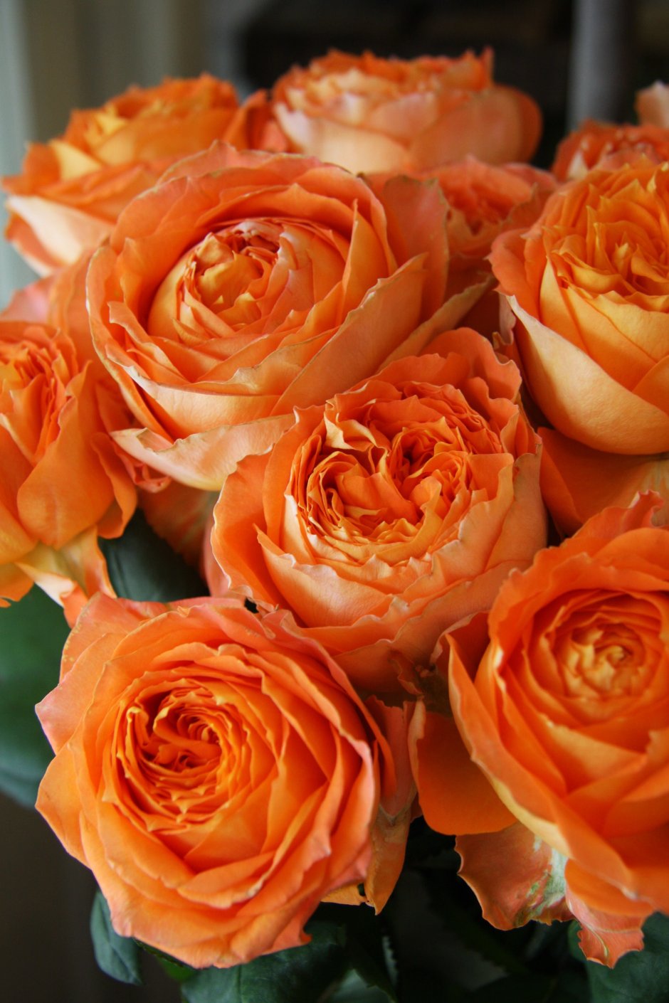 Оранжевая Энджел роза