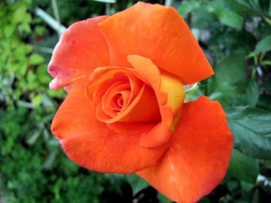 Роза розовая желтая оранжевая флорибунда