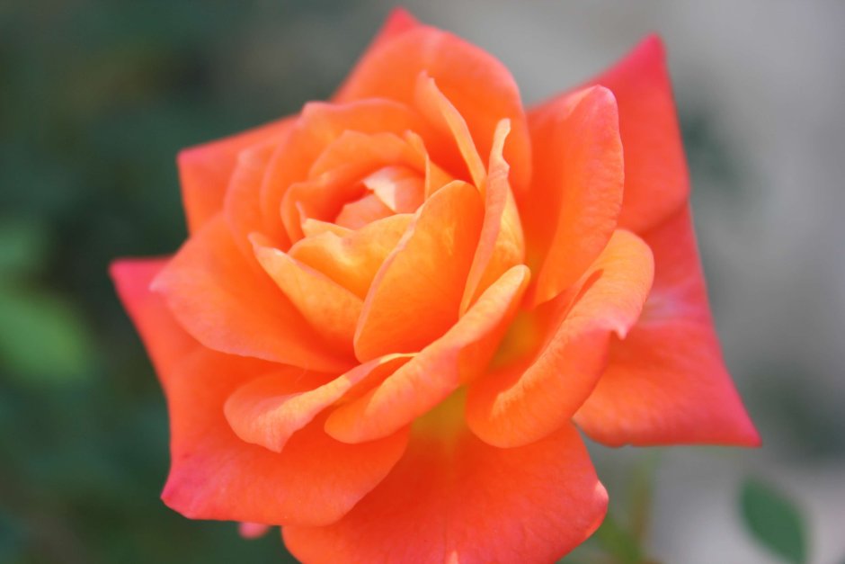 Роза флорибунда оранж Джус