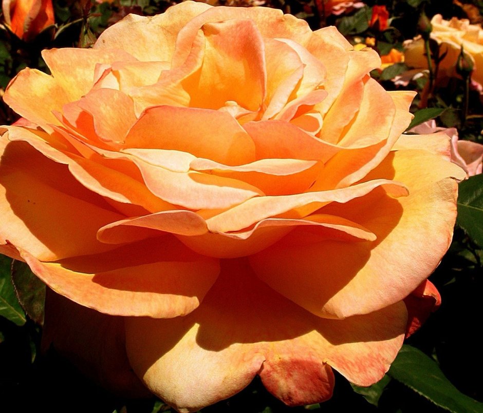 Роза флорибунда оранж Сенсейшн
