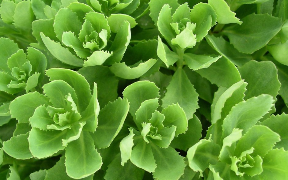 Крестоцветные овощи брокколи