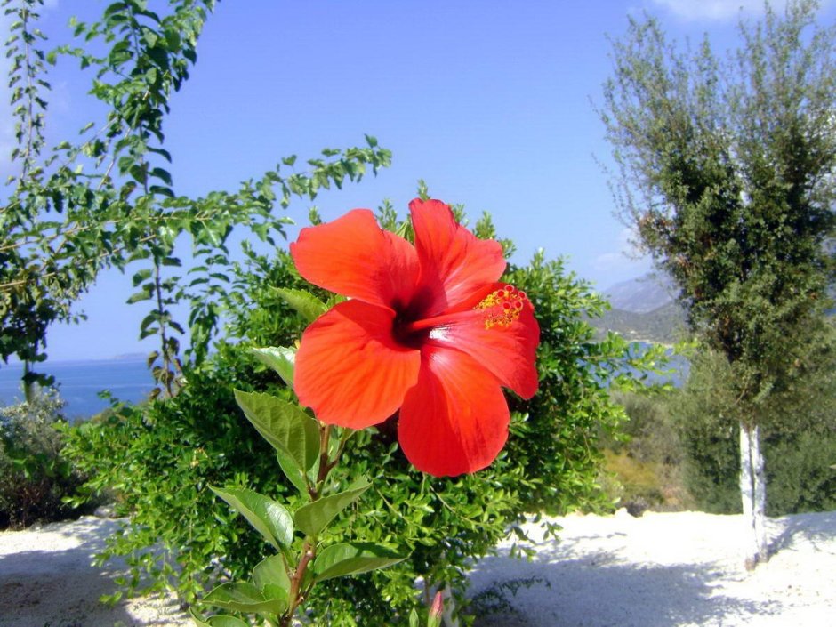 Турецкие цветы