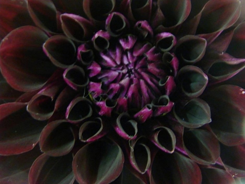Черный георгин цветок