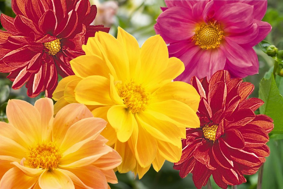 Георгины Dahlia Mix