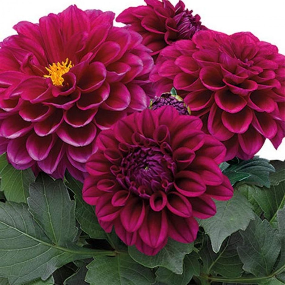 Георгины Dahlia Mix