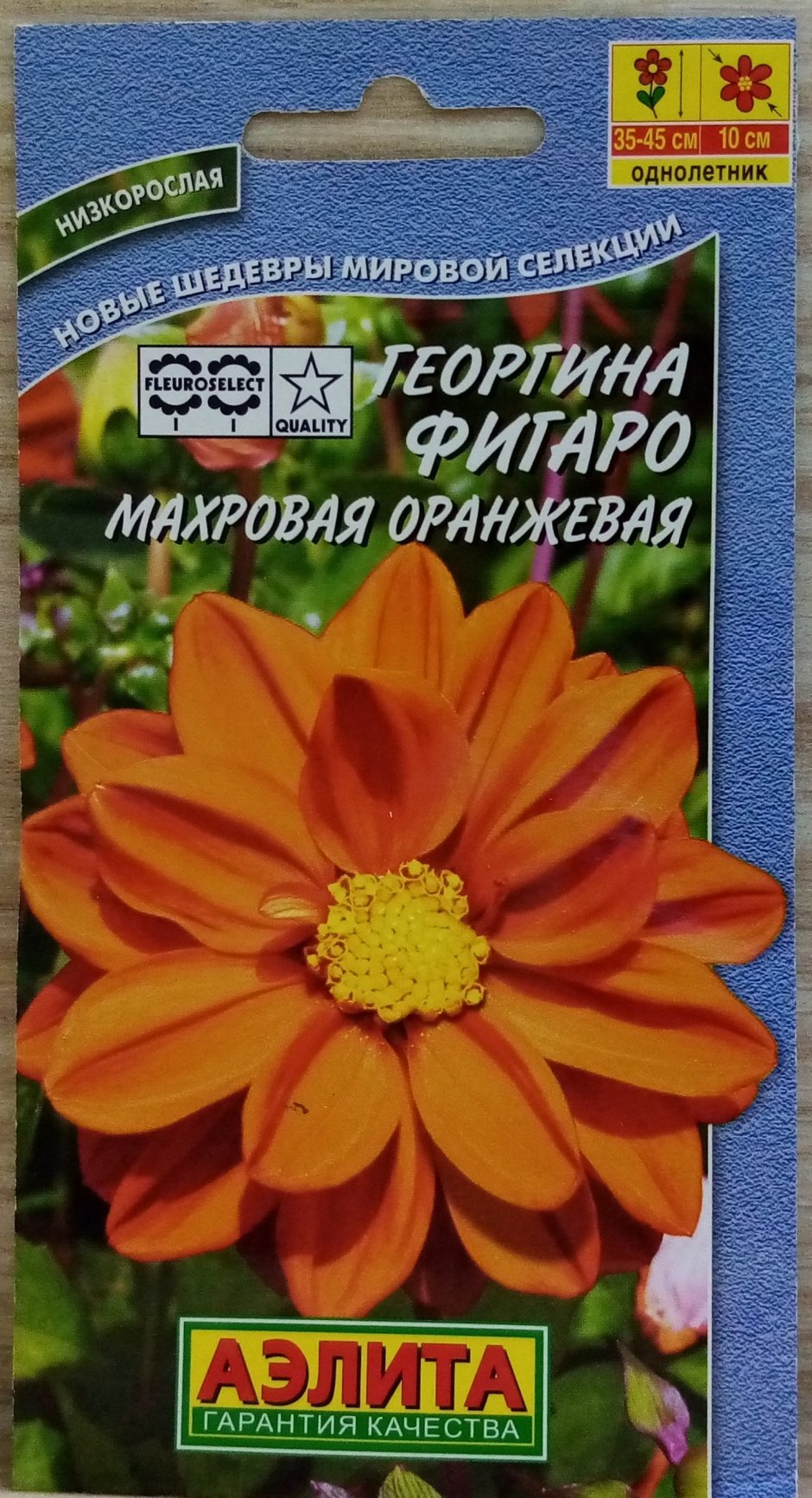 Георгина Фигаро семена