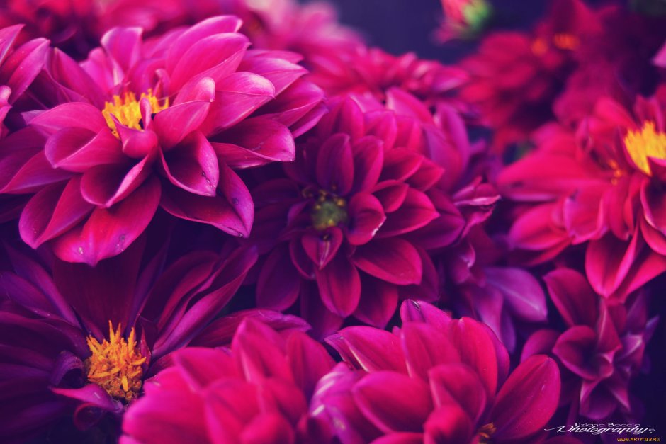 Хризантемы бордово-фиолетовые