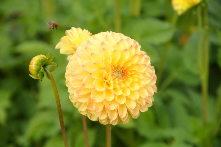 Георгины Dahlia