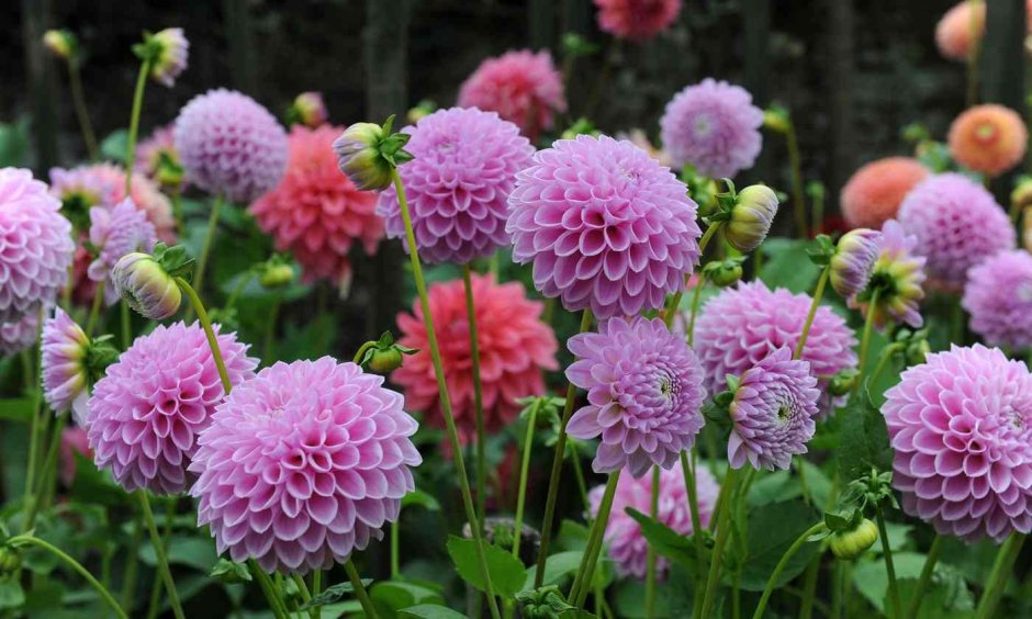 Dahlia Salmon Runner