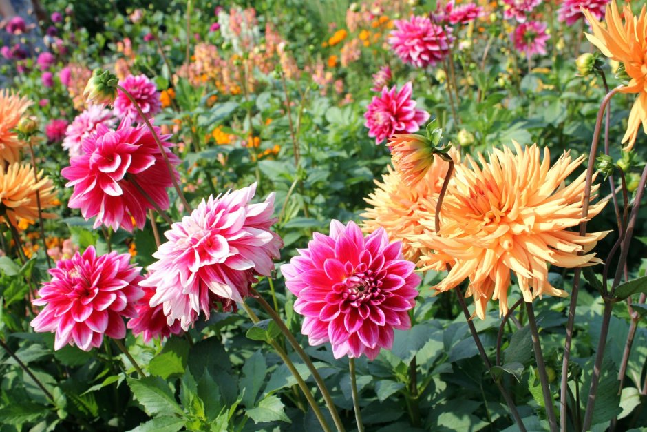 Георгины Dahlia