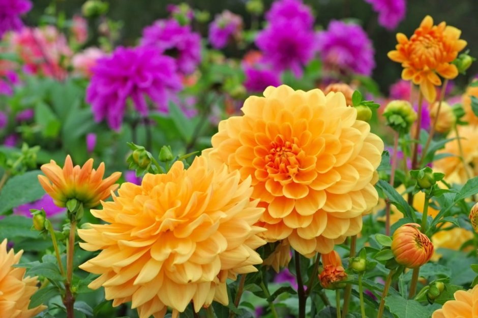 Георгины Dahlia