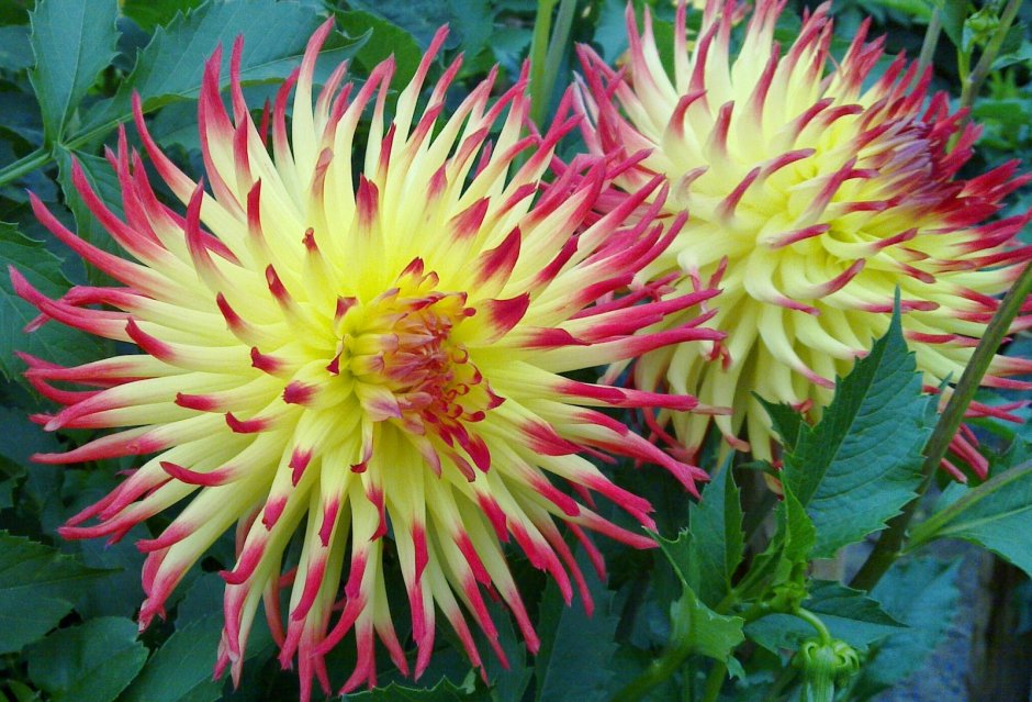 Георгины Dahlia