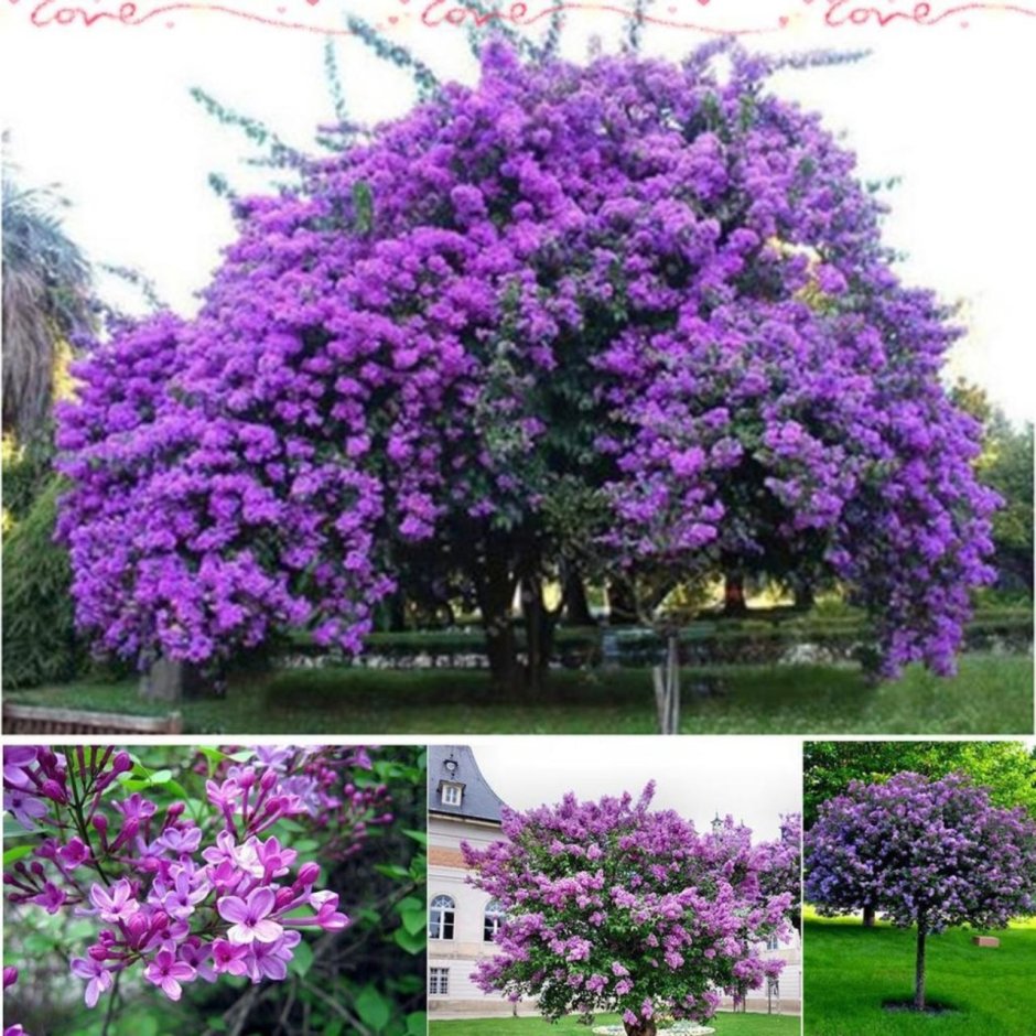 Фиолетовое дерево павлония