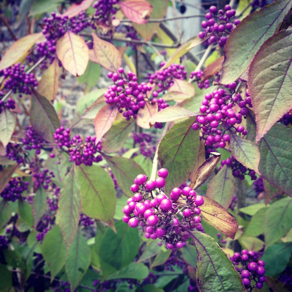 Callicarpa bodinieri var. Giraldii