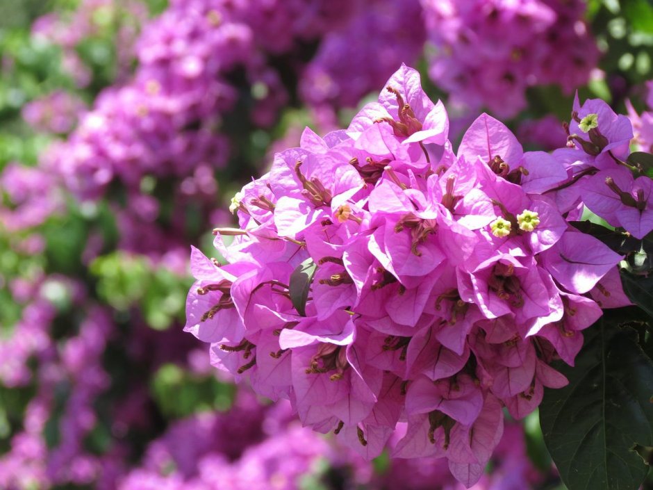 Aristo Lilac Purple растение