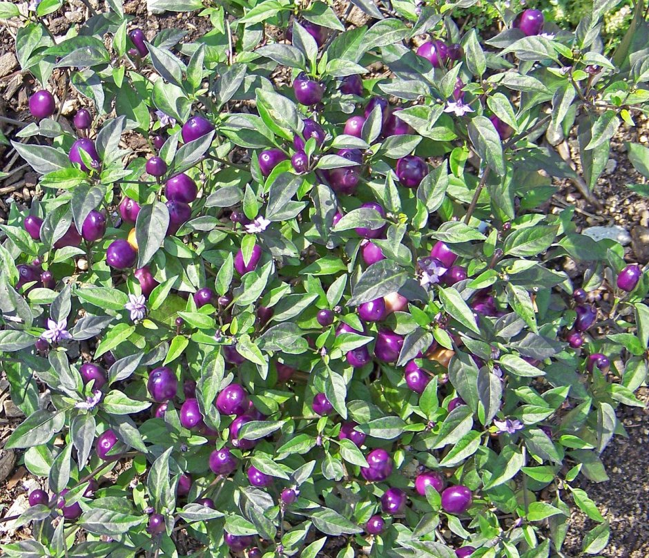 Кизил ягода фиолетовая