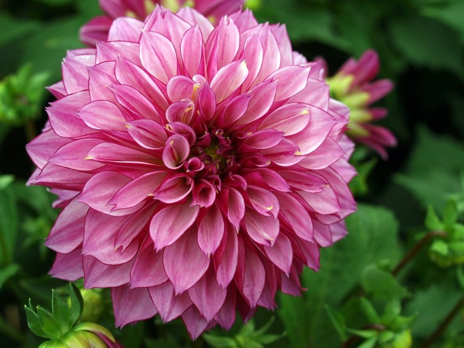 Георгина (Dahlia Sandra