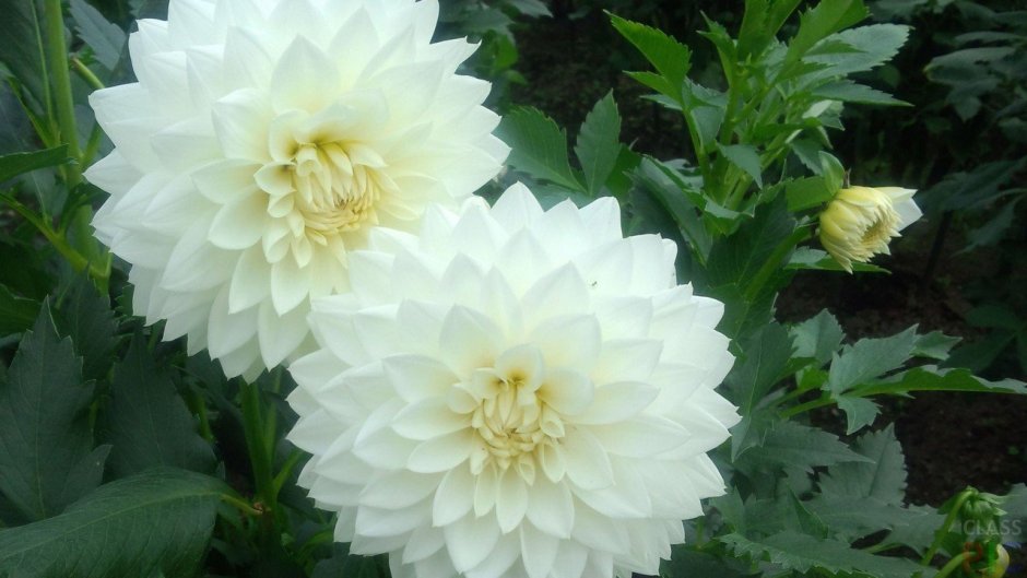 Георгины Dahlia