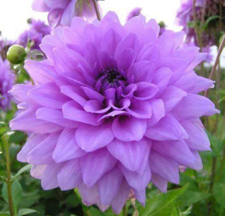 Георгины Dahlia