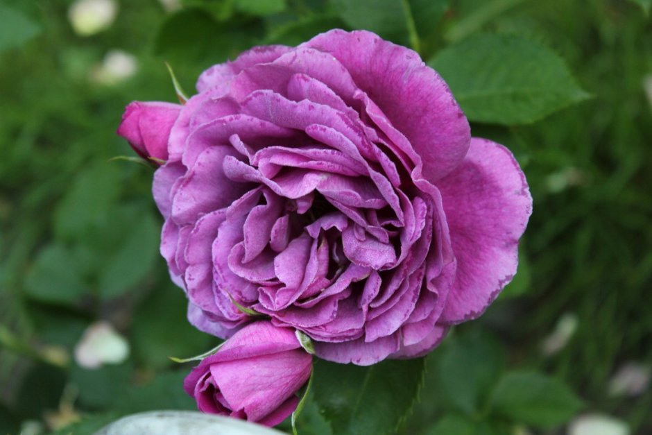 Роза Парковая пахучая сиренево-малиновая