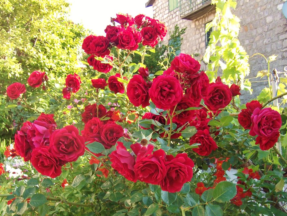 Плетистые розы Кордеса