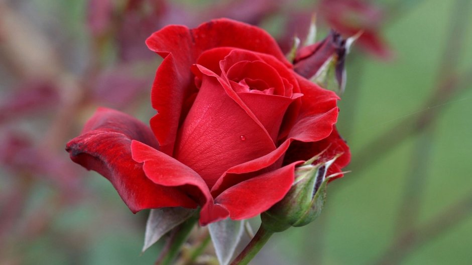 Сорт розы Рубелла