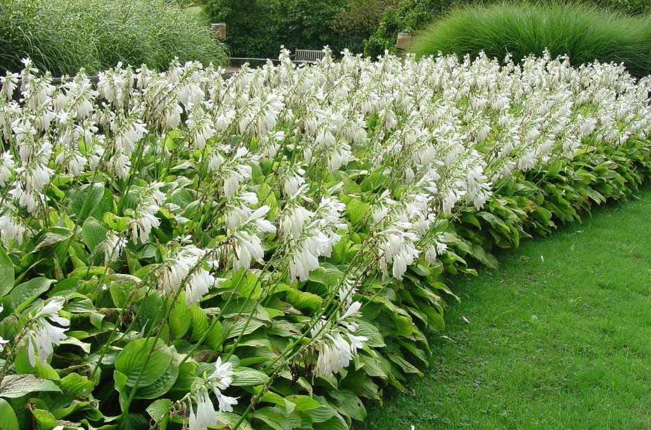 Белые многолетние цветы для сада