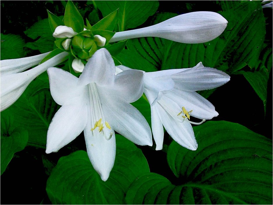 Хоста белые цветы