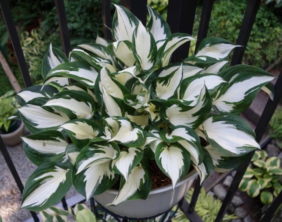 Хоста "Fire and Ice" (Hosta)