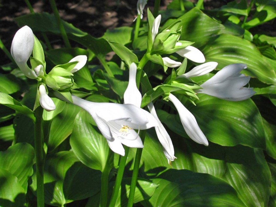 Хоста подорожниковая (Hosta plantaginea)