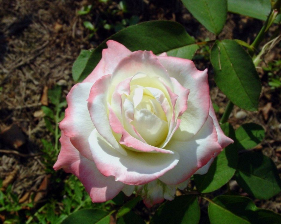 Куин Амазон роза чайно-гибридная
