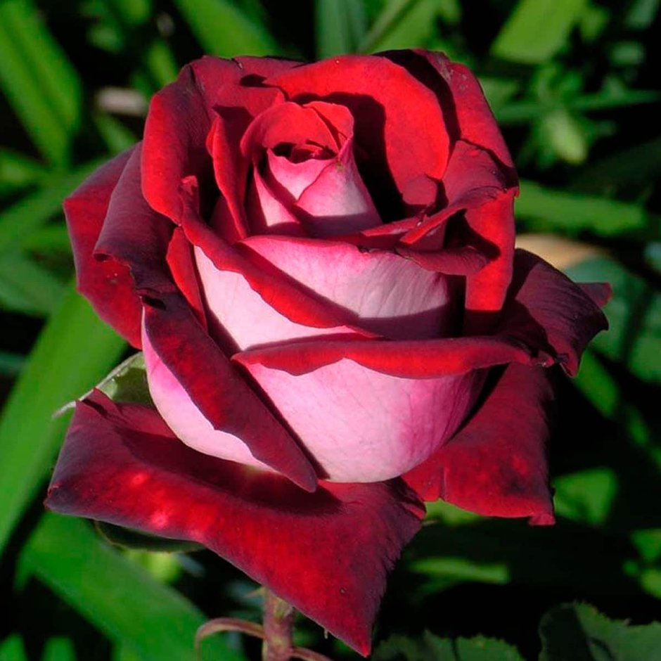 Роза чайнлгибридная Осирия