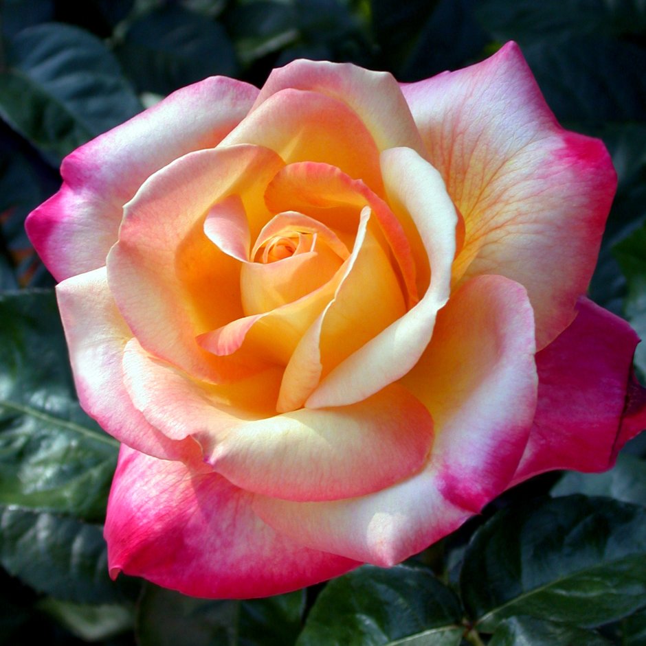 Роза чайно-гибридная Пульман Ориент экспресс