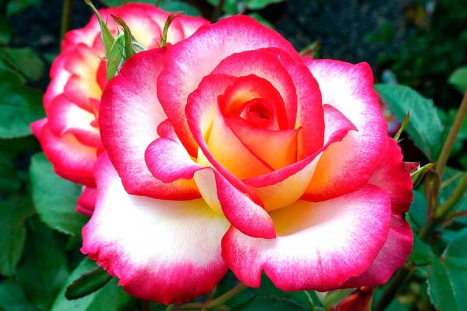 Чайно гибридная роза двухцветная роза
