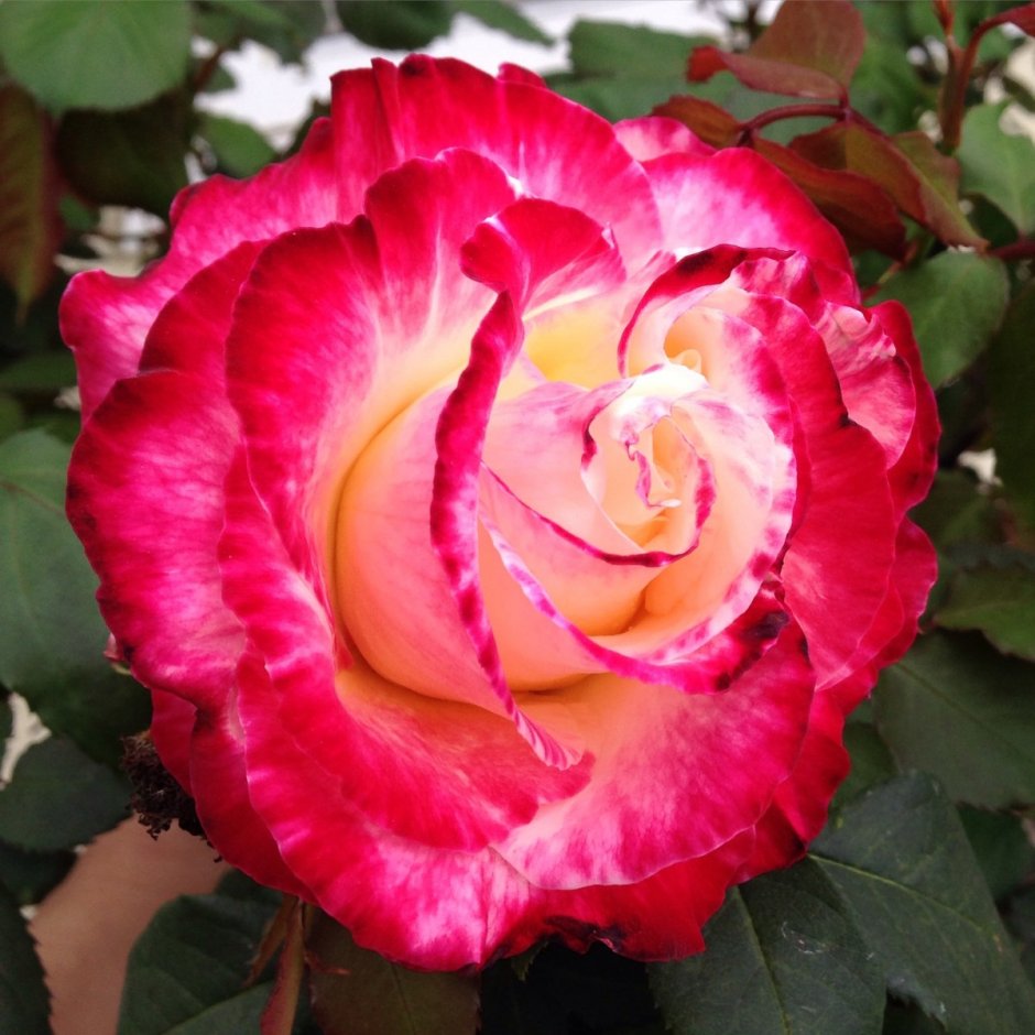 Роза флорибунда Розелина