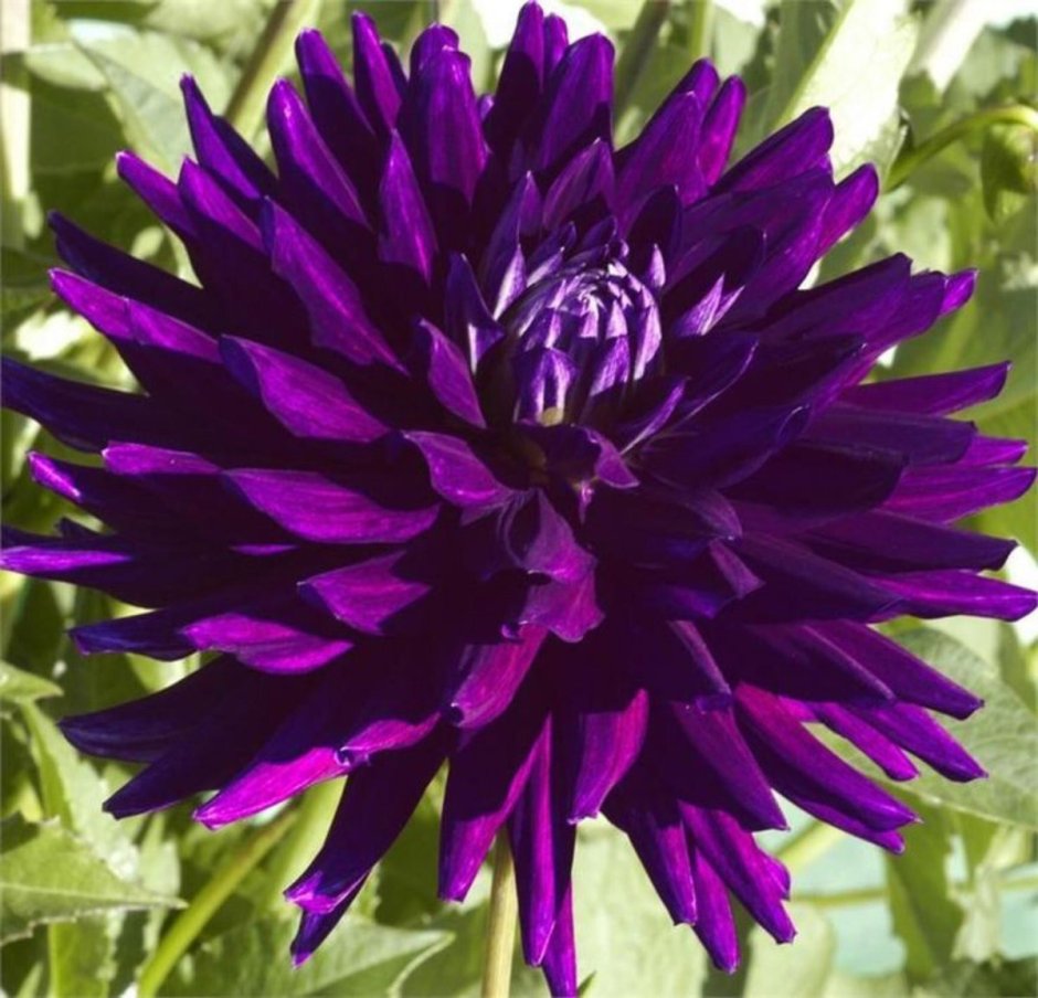 Dahlia Пурпл Джиант