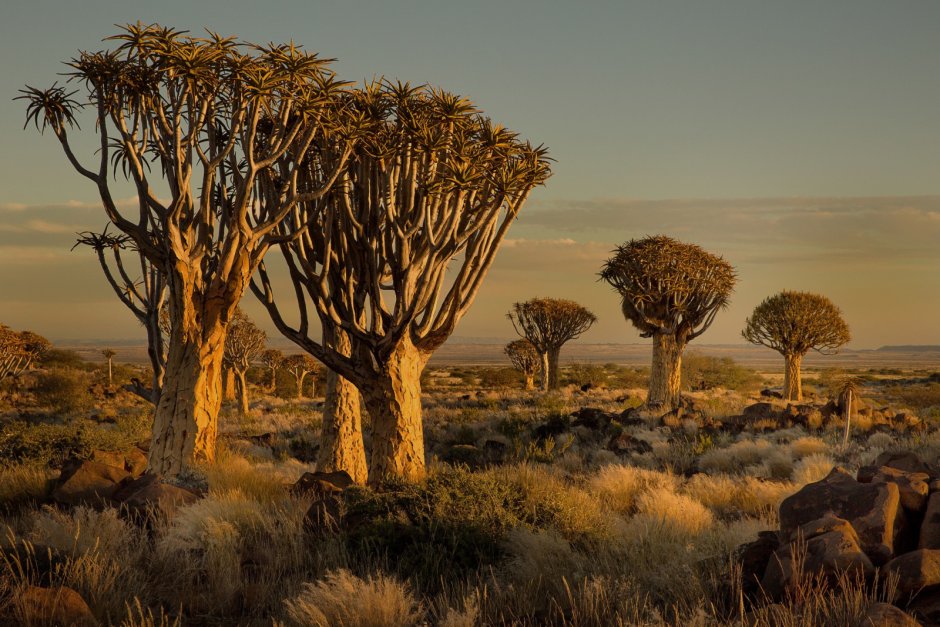 Намибия сафари