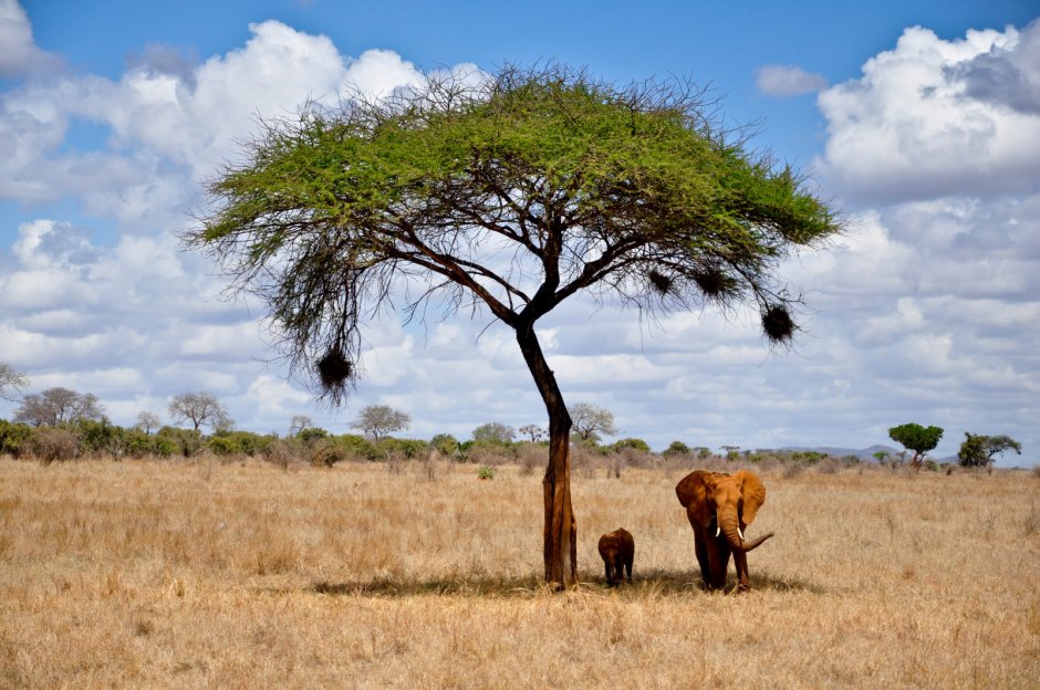 Африка Кения сафари