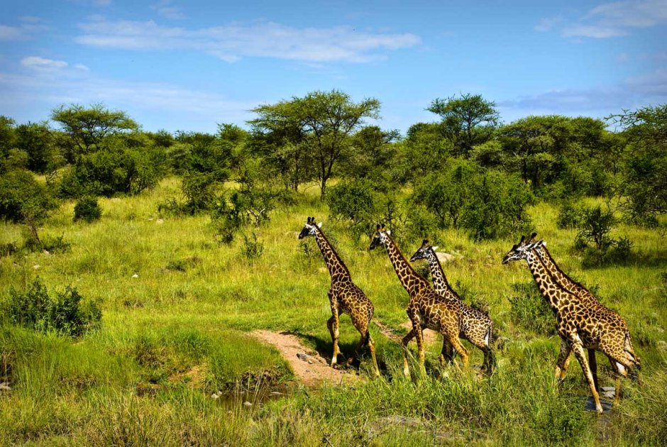 Национальный парк Серенгети, Танзания, Африка