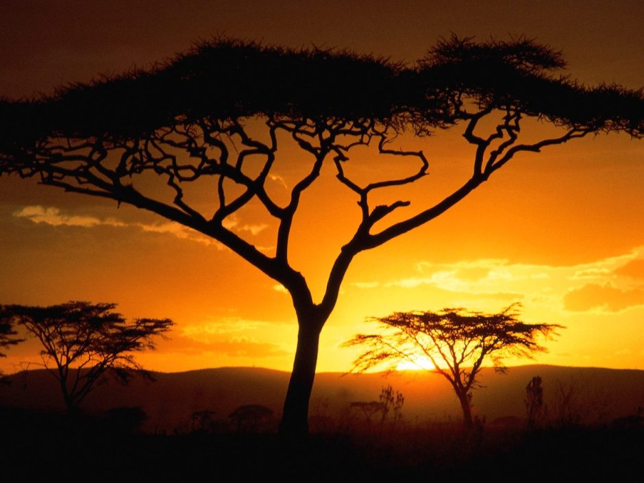 Танзания сафари пейзаж