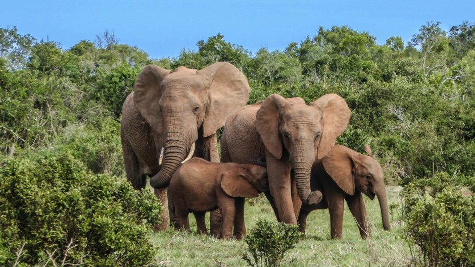 Слоны семья