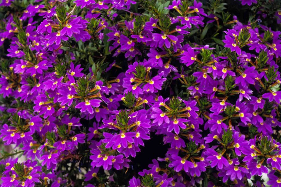 Scaevola aemula Scaevola Baby Pink Touch