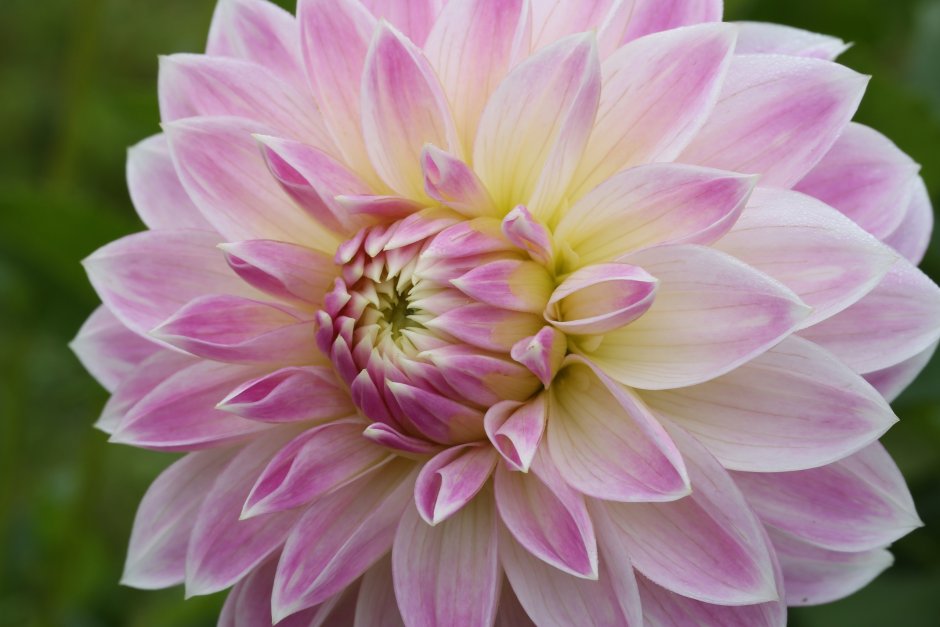 Георгины Dahlia