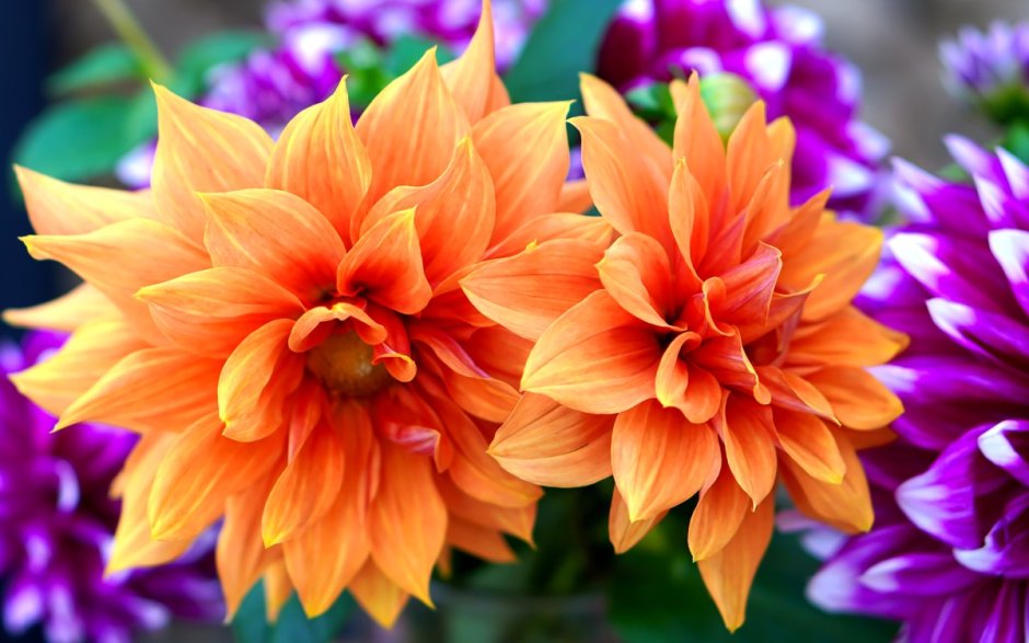 Георгина оранжевая цветок