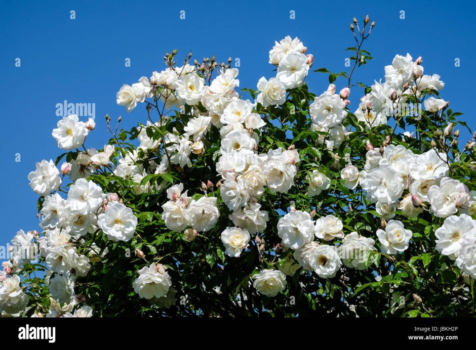 Кусты с белыми розами полностью