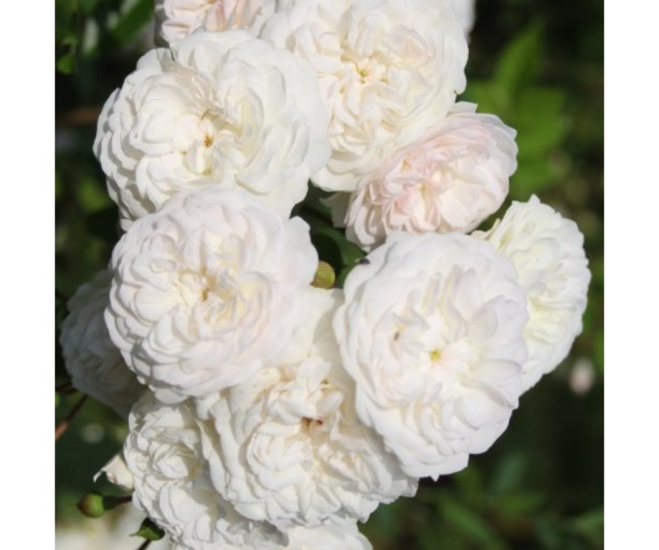 Плетистая роза белый Каскад