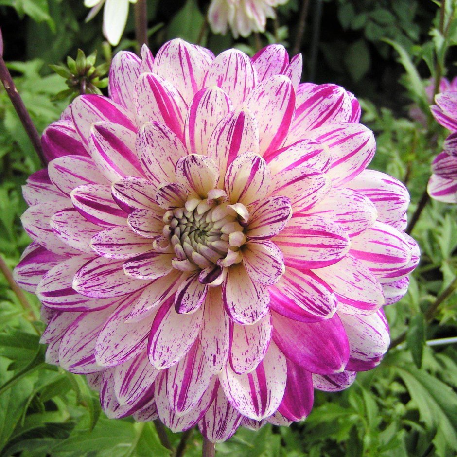 Георгина Dahlia smokey