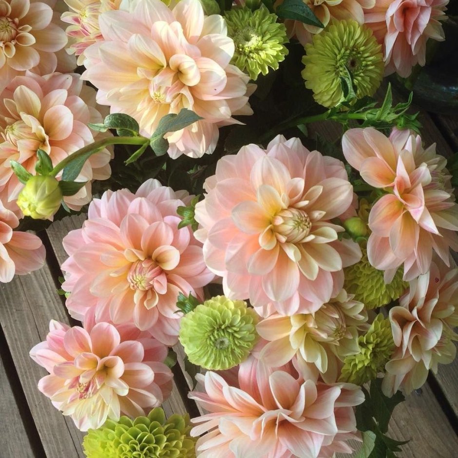 Dahlia Sheer Heaven